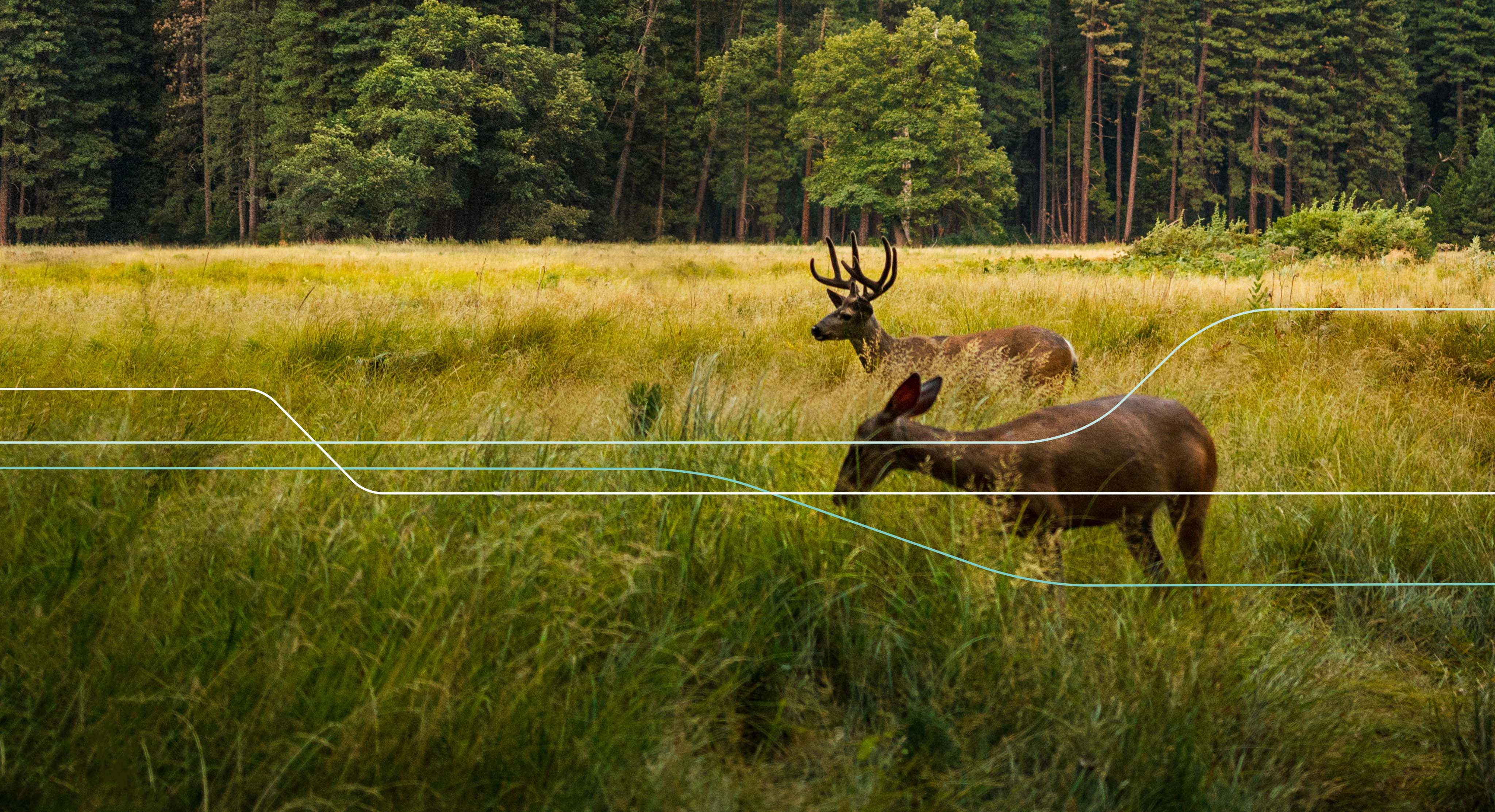 Two deer grazing in woodland clearing