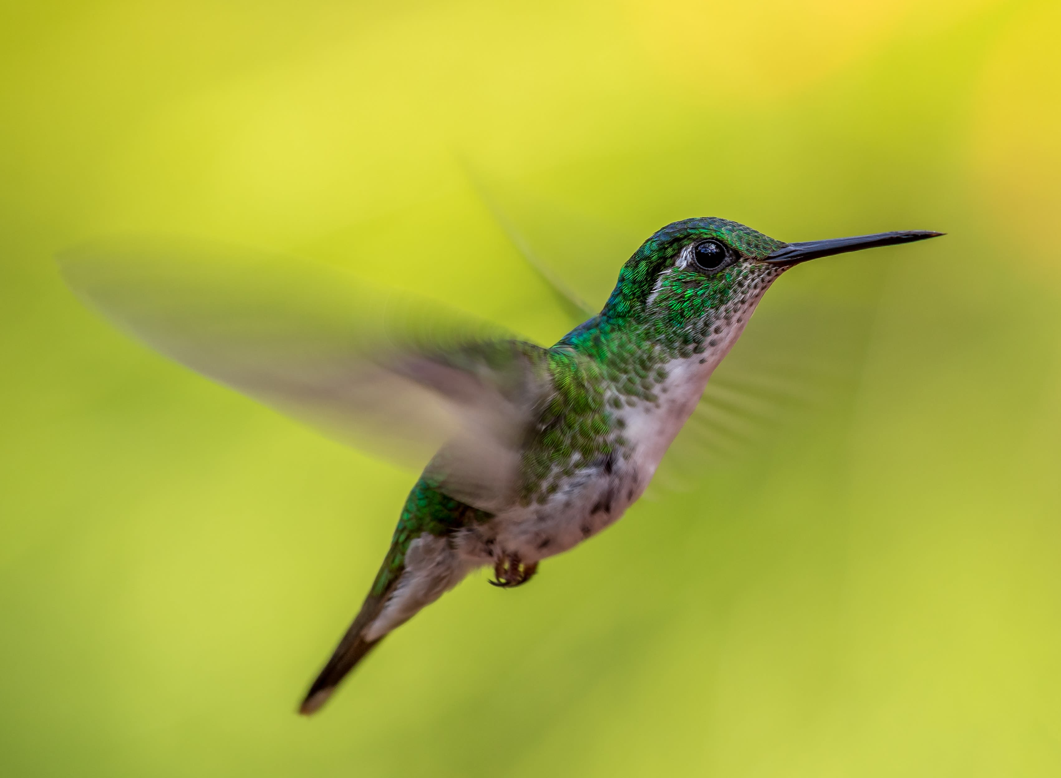 green and gray hummingbird