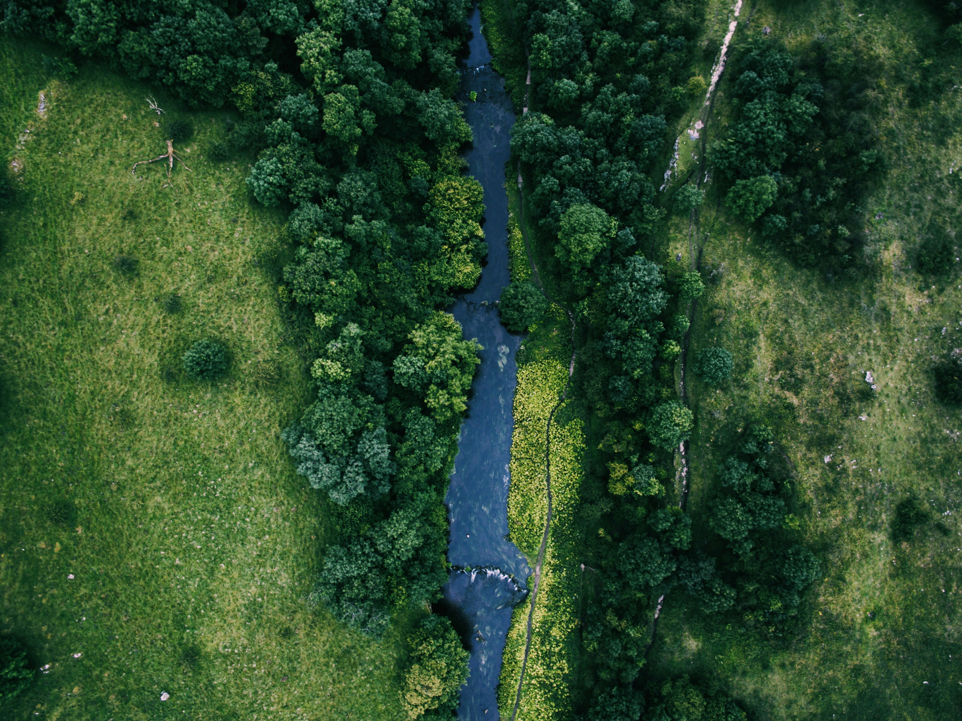 bird's eye photography of river between trees and green grass