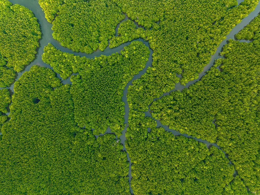 River going through rain forest