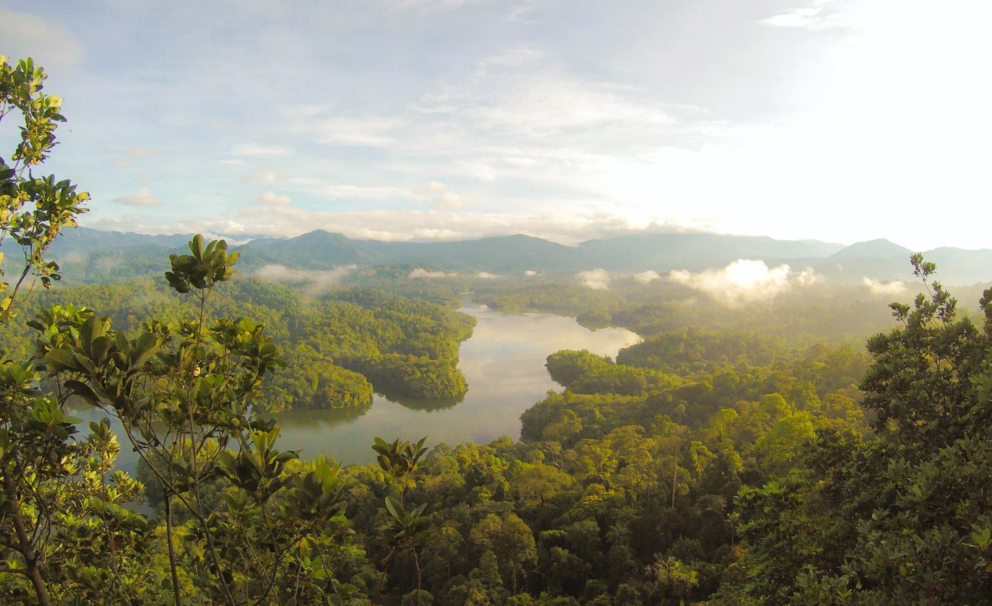 River running through rain forest