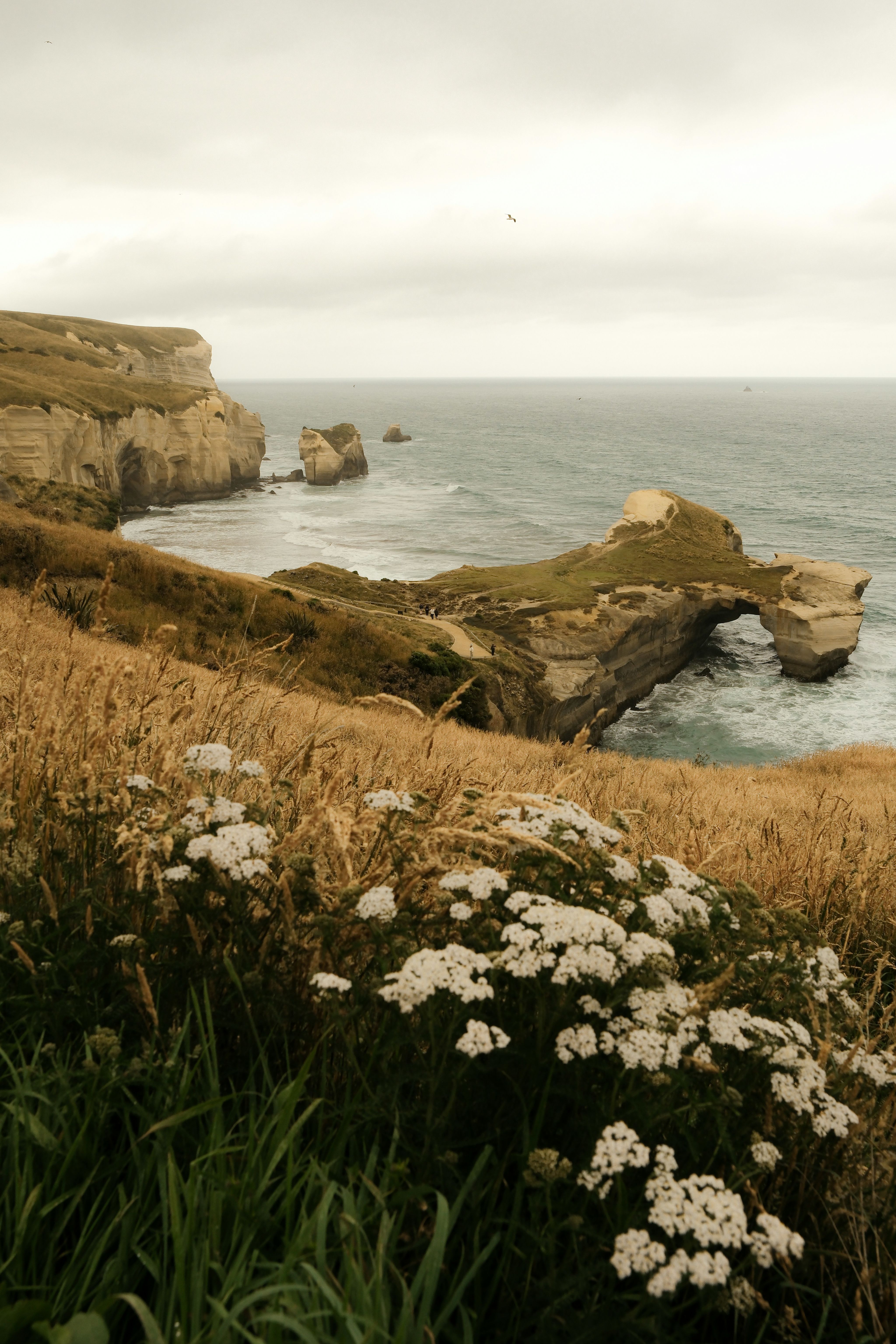 Coastal cliffs with ocean waves and white wildflowers.