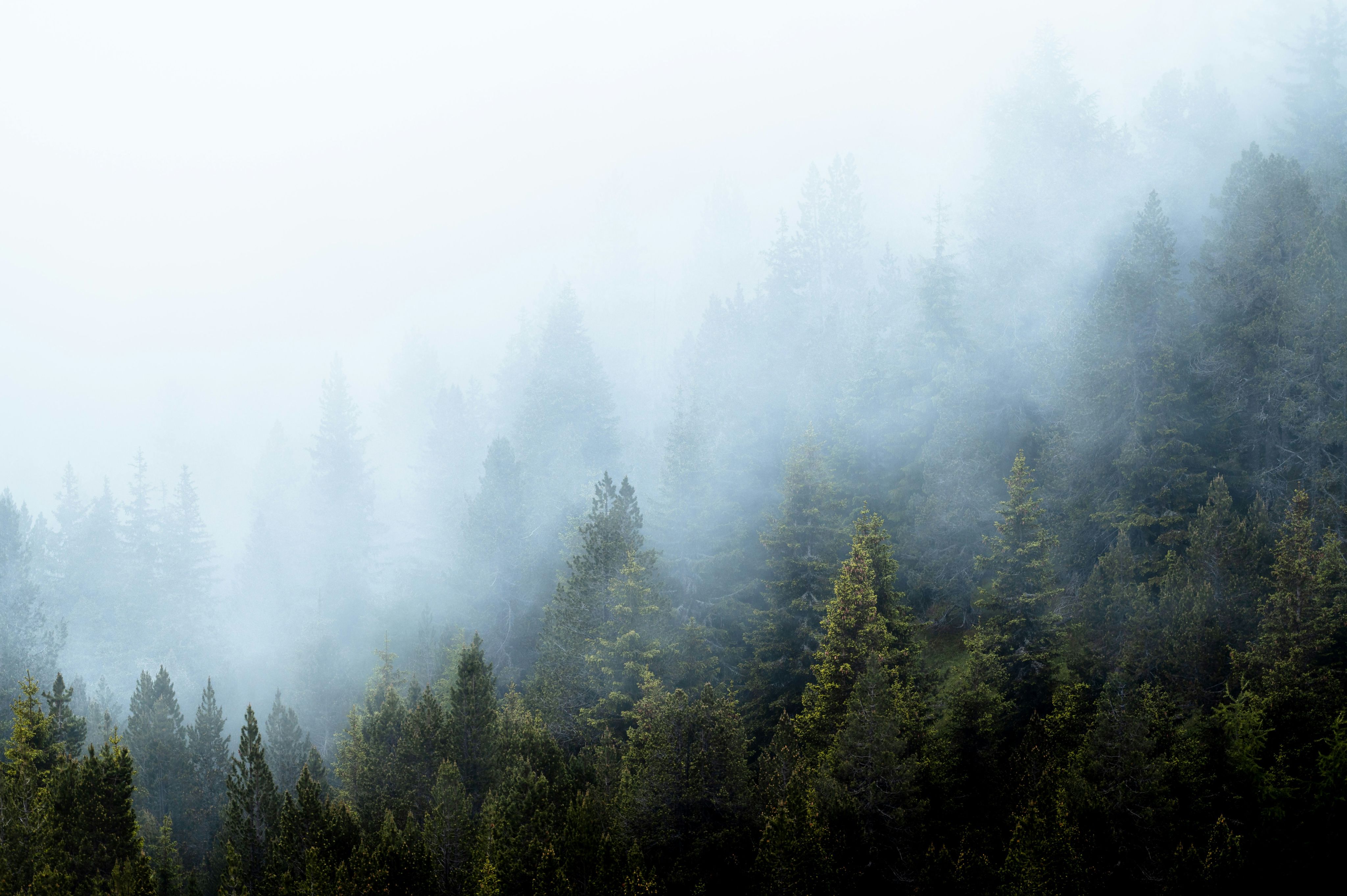 Foggy trees covered in a misty haze.