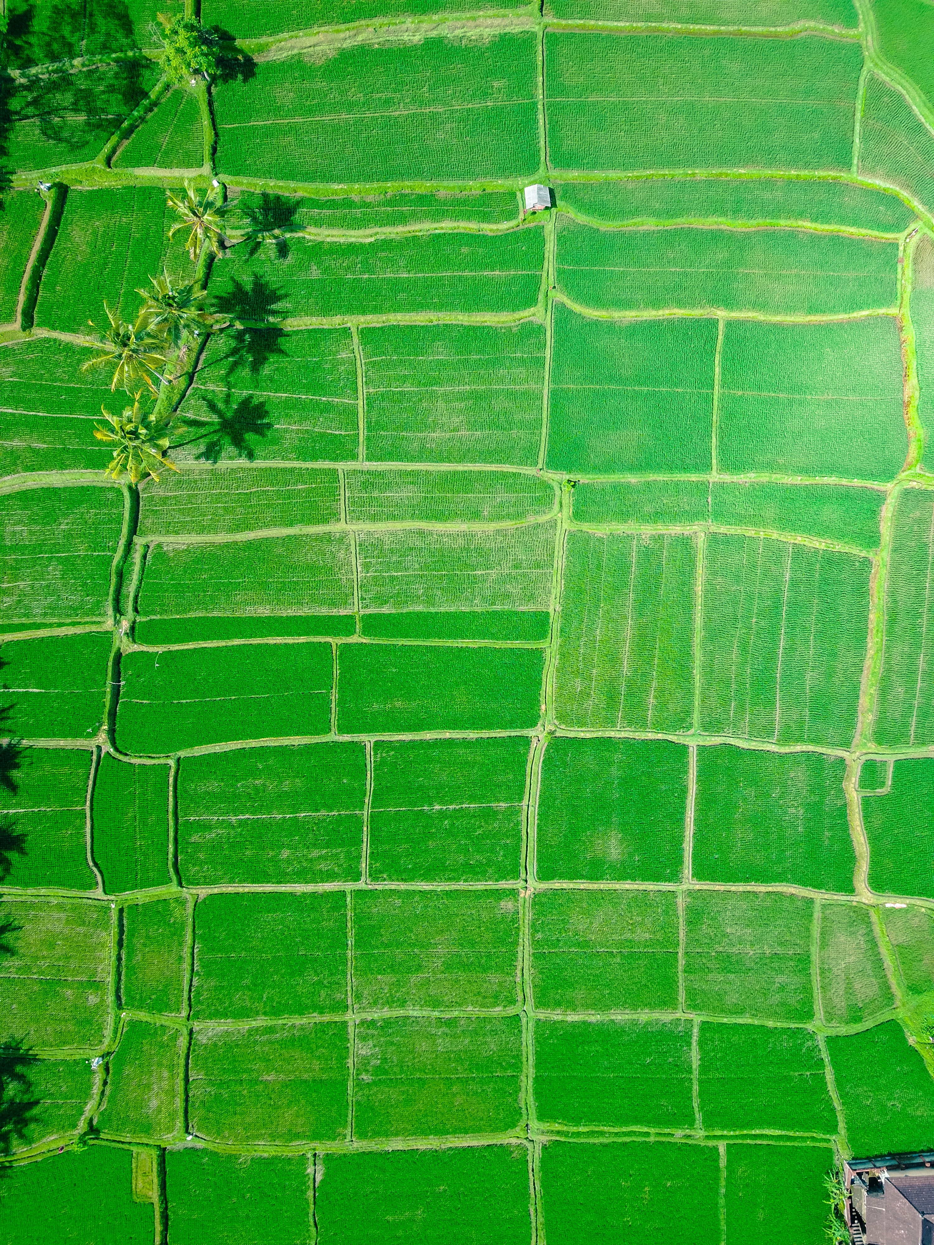 aerial view of rice paddy
